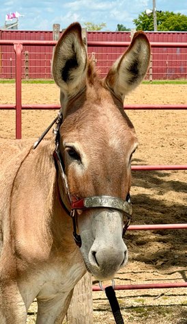 Image for Diamond E Horse Company 6th Annual Sale SUNDAY August 23rd - Morris, Illinois