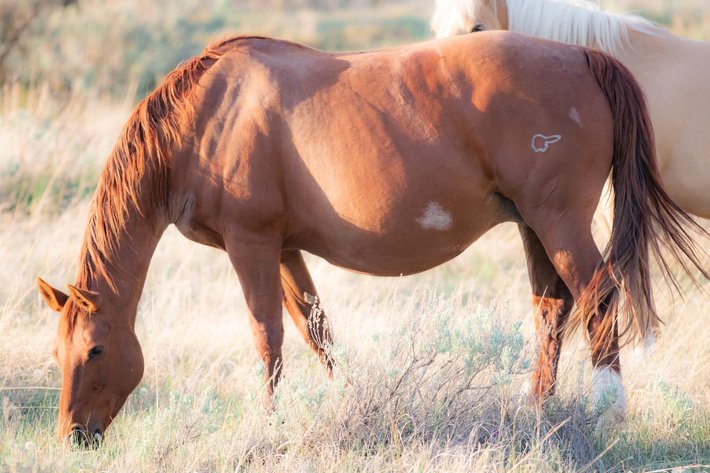 Image for Hermanson-Kist Fall All Breed Horse Sale - Mandan, North Dakota - September 17, 18, 19 - DAY THREE