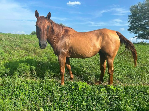 Image for Springfield Livestock Horse Sale FRIDAY AUGUST 28TH - Springfield, MO