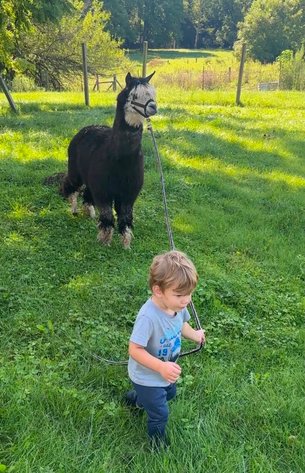 Image for Hawkeye Select Horse Sale SATURDAY, AUGUST 29TH - Vinton, Iowa