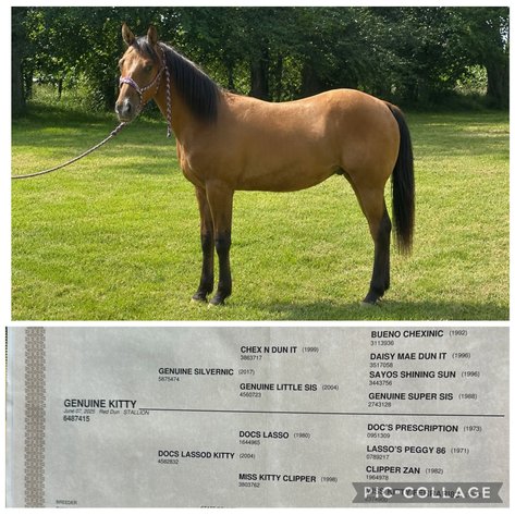 Image for Hawkeye Select Horse Sale SATURDAY, AUGUST 29TH - Vinton, Iowa