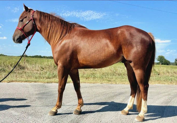 Image for Stroud Oklahoma Horse Auction Summer Special - SATURDAY, AUGUST 29TH - Stroud, Oklahoma