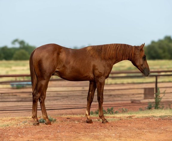 Image for Stroud Oklahoma Horse Auction Summer Special - SATURDAY, AUGUST 29TH - Stroud, Oklahoma