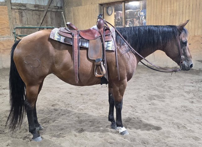 Image for Diamond E Horse Company 6th Annual Sale SUNDAY August 23rd - Morris, Illinois