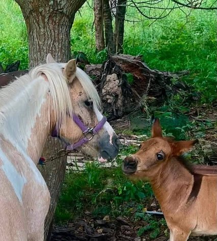 Image for Diamond E Horse Company 6th Annual Sale SUNDAY August 23rd - Morris, Illinois
