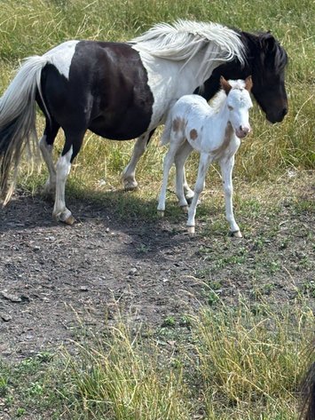 Image for Diamond E Horse Company 6th Annual Sale SUNDAY August 23rd - Morris, Illinois