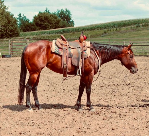 Image for S&M Horse Auction  - SATURDAY, SEPTEMBER 12TH - Benson, Minnesota