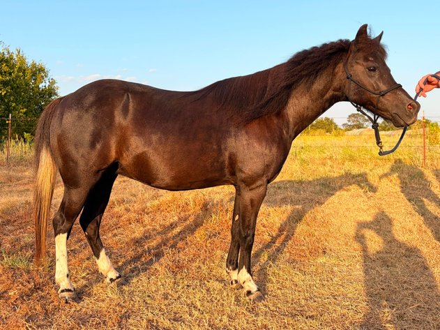 Image for Jones Livestock Auction HORSE & TACK SALE!   SATURDAY, SEPTEMBER 12TH
