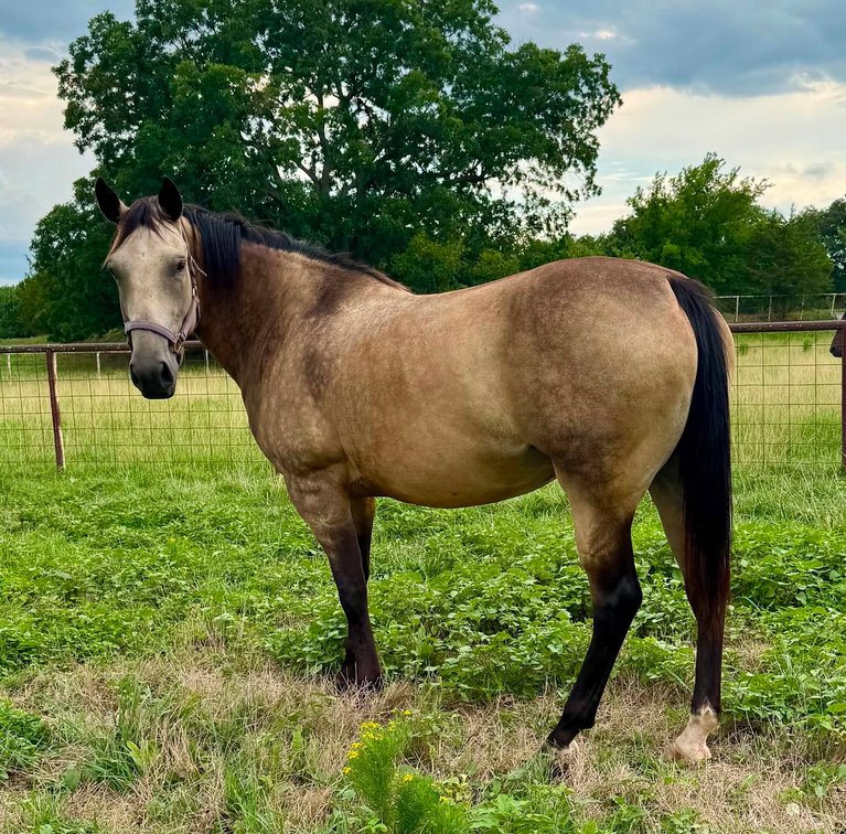 Image for Jones Livestock Auction HORSE & TACK SALE!   SATURDAY, SEPTEMBER 12TH
