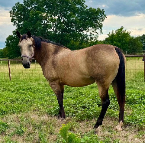 Image for Jones Livestock Auction HORSE & TACK SALE!   SATURDAY, SEPTEMBER 12TH