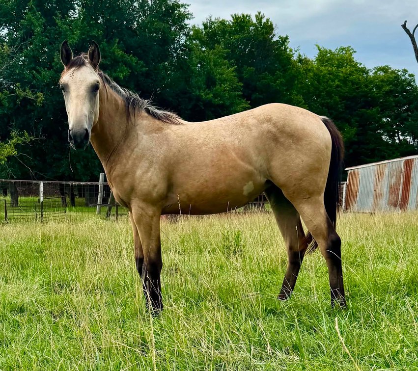 Image for Jones Livestock Auction HORSE & TACK SALE!   SATURDAY, SEPTEMBER 12TH