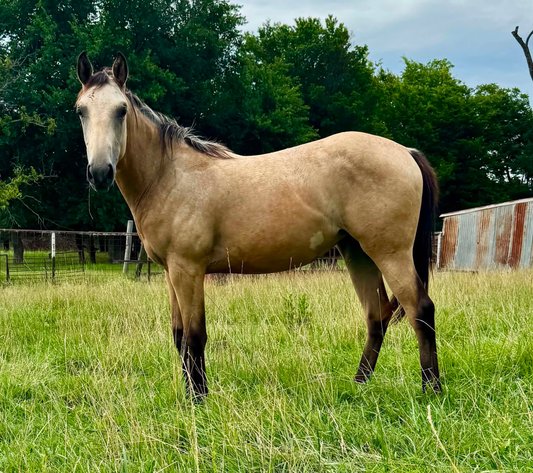 Image for Jones Livestock Auction HORSE & TACK SALE!   SATURDAY, SEPTEMBER 12TH