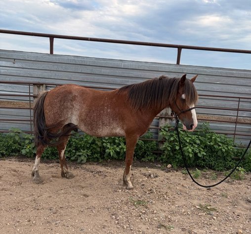 Image for S&M Horse Auction  - SATURDAY, SEPTEMBER 12TH - Benson, Minnesota