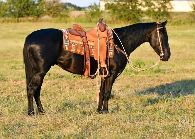 Image for Reno County Stockyards Horse Sale WEDNESDAY, SEPTEMBER 9TH - South Hutchinson, KS