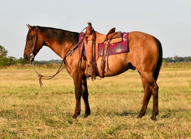 Image for Reno County Stockyards Horse Sale WEDNESDAY, SEPTEMBER 9TH - South Hutchinson, KS