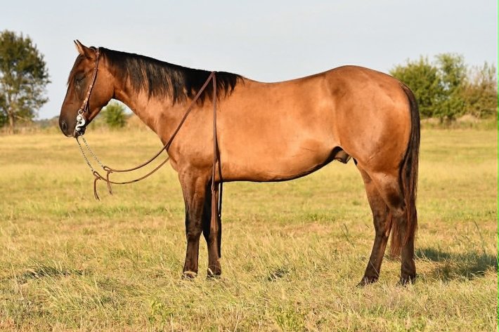 Image for Reno County Stockyards Horse Sale WEDNESDAY, SEPTEMBER 9TH - South Hutchinson, KS