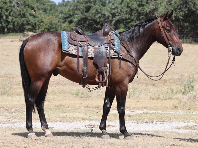Image for Ocala Horse Sale - Saturday, September 12th - Ocala, Florida