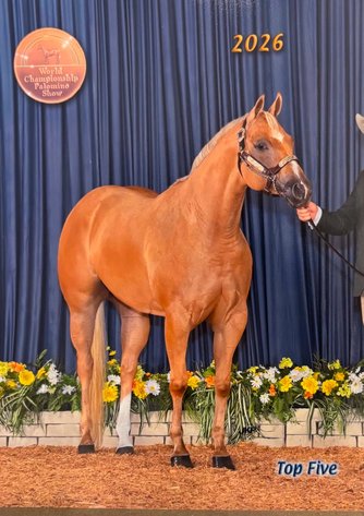 Image for Interstate Regional Stockyards Horse Sale - Cuba, Missouri WEDNESDAY SEPTEMBER 23RD