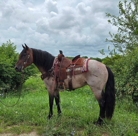 Image for S&M Horse Auction  - SATURDAY, SEPTEMBER 12TH - Benson, Minnesota