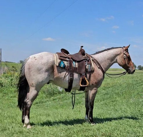 Image for S&M Horse Auction  - SATURDAY, SEPTEMBER 12TH - Benson, Minnesota