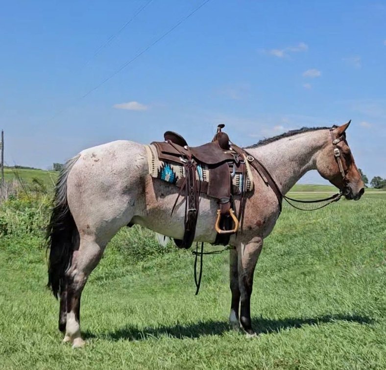 Image for S&M Horse Auction  - SATURDAY, SEPTEMBER 12TH - Benson, Minnesota