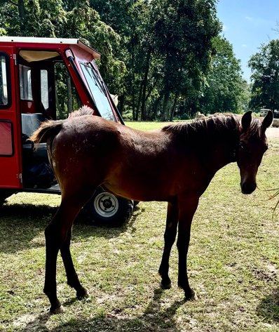 Image for Interstate Regional Stockyards Horse Sale - Cuba, Missouri WEDNESDAY SEPTEMBER 23RD