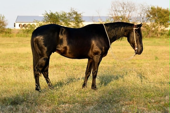Image for Jones Livestock Auction FALL COLT & SELECT RIDING HORSE SPECIAL!   SATURDAY, OCTOBER 10TH