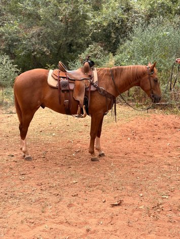 Image for Jones Livestock Auction FALL COLT & SELECT RIDING HORSE SPECIAL!   SATURDAY, OCTOBER 10TH