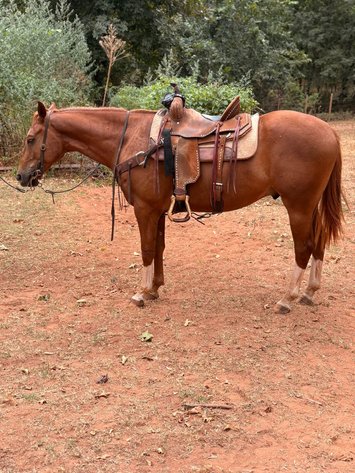 Image for Jones Livestock Auction FALL COLT & SELECT RIDING HORSE SPECIAL!   SATURDAY, OCTOBER 10TH