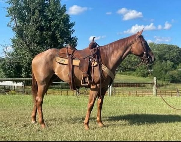 Image for Fort Smith Horse & Mule Sale - SATURDAY, SEPTEMBER 19TH - Moffett, Oklahoma