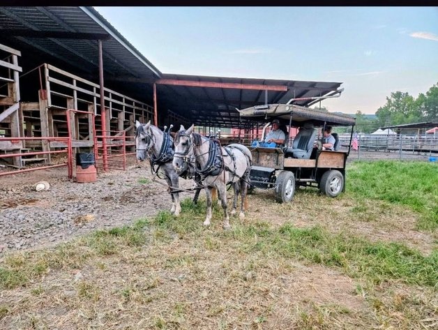 Image for Fort Smith Horse & Mule Sale - SATURDAY, SEPTEMBER 19TH - Moffett, Oklahoma