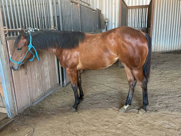Image for Fort Smith Horse & Mule Sale - SATURDAY, SEPTEMBER 19TH - Moffett, Oklahoma