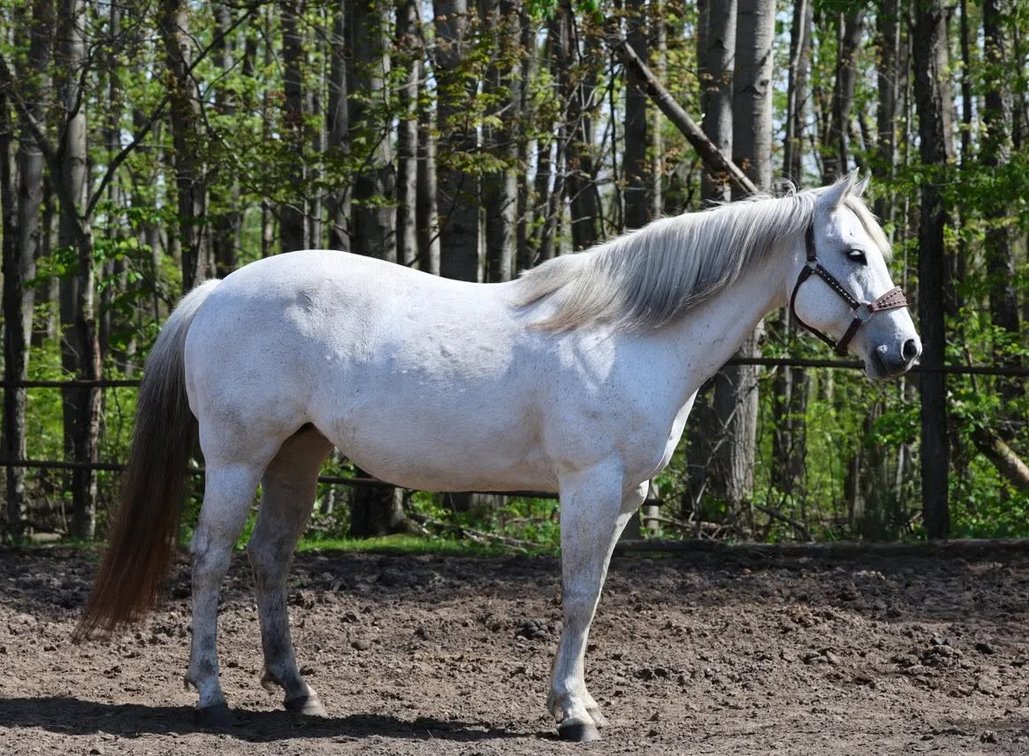 WYO Blue Jacspin