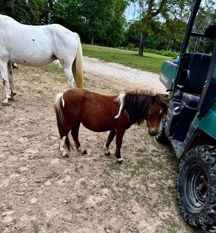 Image for Interstate Regional Stockyards Horse Sale - Cuba, Missouri WEDNESDAY SEPTEMBER 23RD