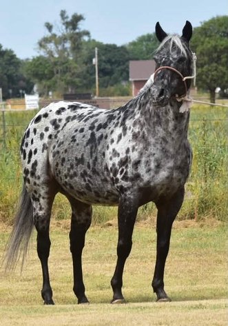 Image for Reno County Stockyards Horse Sale WEDNESDAY, SEPTEMBER 9TH - South Hutchinson, KS