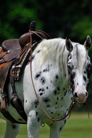 Image for Southwest Horse Sale Fall Catalog Sale - SATURDAY OCTOBER 24TH - Bush, LA