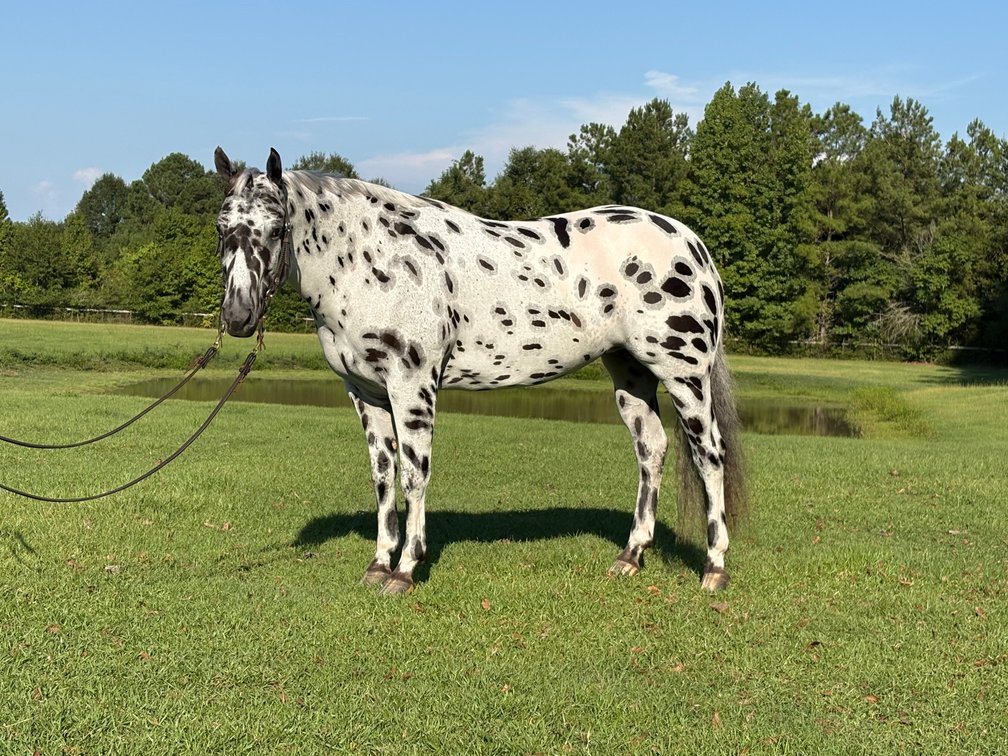 Image for Southwest Horse Sale Fall Catalog Sale - SATURDAY OCTOBER 24TH - Bush, LA