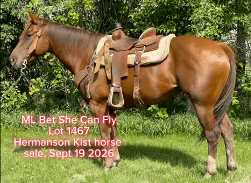 ML Bet She Can Fly  VIDEO