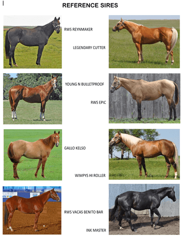 Image for Raymond Sutton Ranch Annual Online Production Sale - ONLINE ONLY!!!  Runs September 10th - 15th