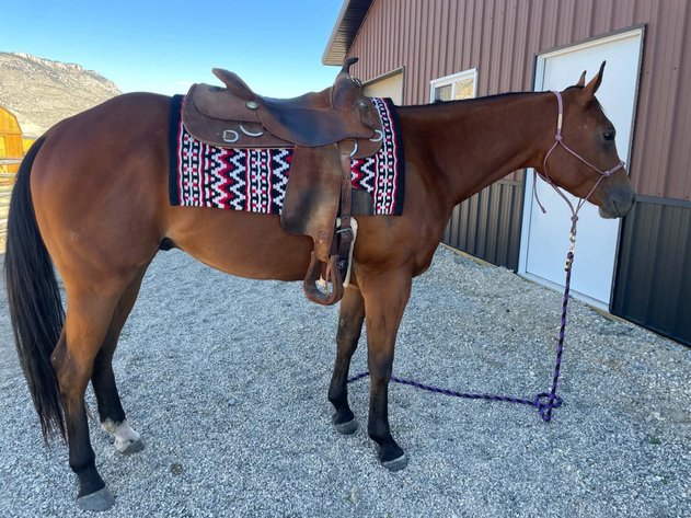 Image for Hermanson-Kist Fall All Breed Horse Sale - Mandan, North Dakota - September 17, 18, 19 - DAY THREE