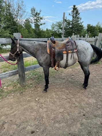 Image for Ocala Horse Sale - Saturday, September 12th - Ocala, Florida