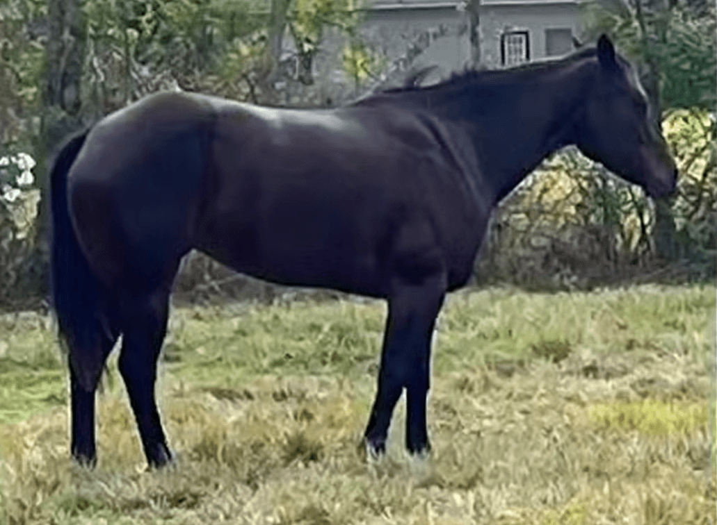 Krogs Songbird  VIDEO