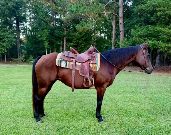 Image for Southern States Fall Catalog & Production Sale - SATURDAY, OCTOBER 3RD - Carthage, MS
