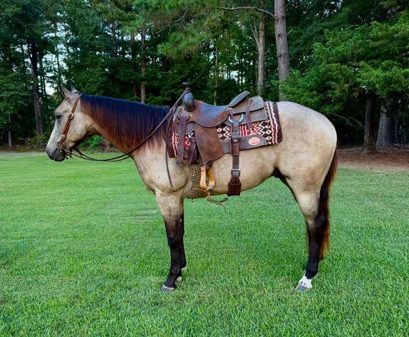 Image for Southern States Fall Catalog & Production Sale - SATURDAY, OCTOBER 3RD - Carthage, MS