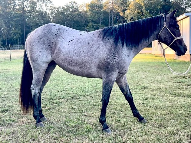 Image for Southern States Fall Catalog & Production Sale - SATURDAY, OCTOBER 3RD - Carthage, MS