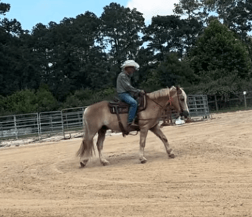 Waylon  VIDEOS