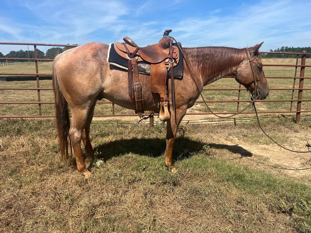 Heart Of Texas Baloo