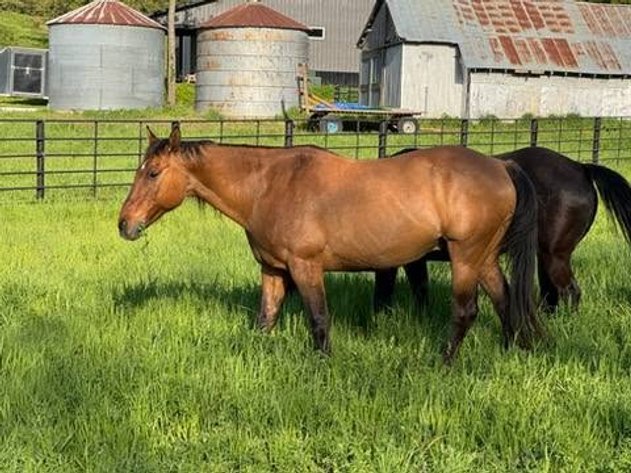 Image for Colfax Horse Sale  - SUNDAY, SEPTEMBER 20TH - Colfax, Iowa