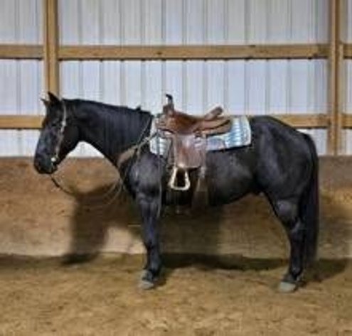 Image for Colfax Horse Sale  - SUNDAY, SEPTEMBER 20TH - Colfax, Iowa