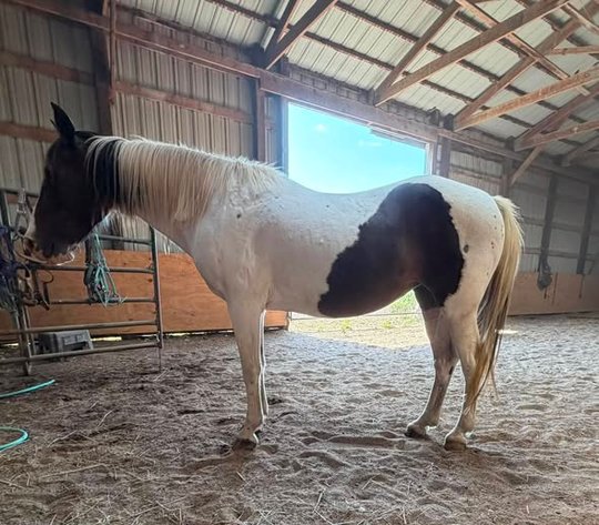 Image for Colfax Horse Sale  - SUNDAY, SEPTEMBER 20TH - Colfax, Iowa